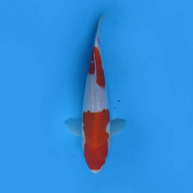 Nidan kohaku 20 cm