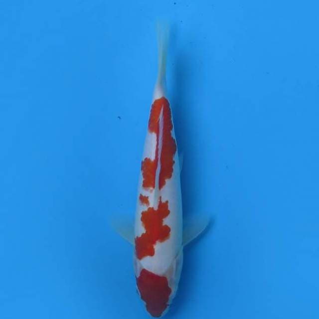 Kohaku 25 cm