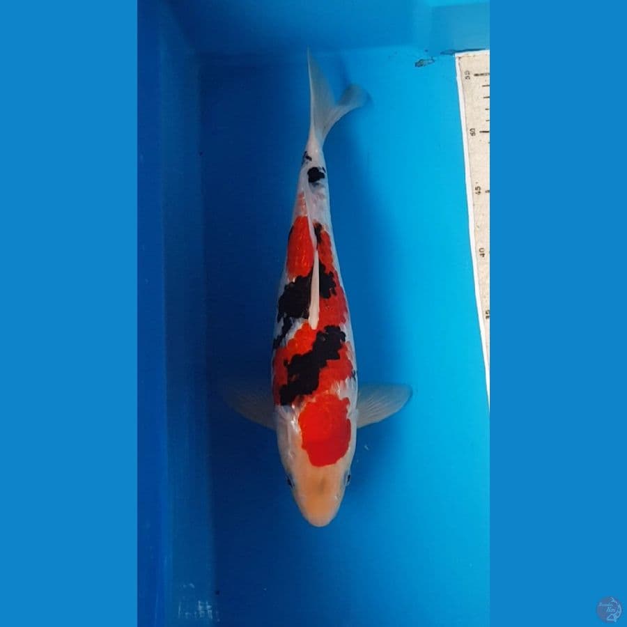 SANKE GINRIN 36 cm