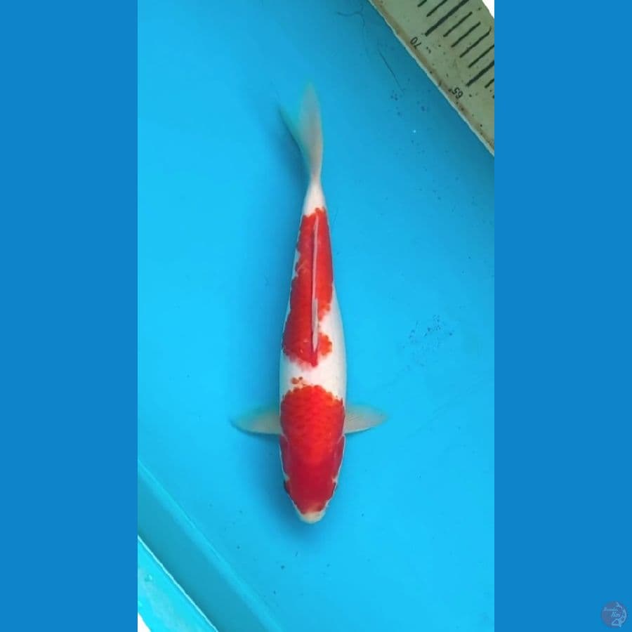 kohaku