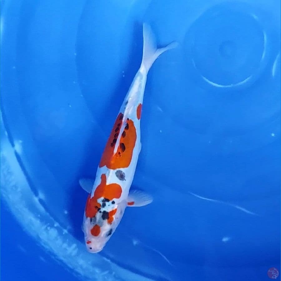 KIKO 30 CM