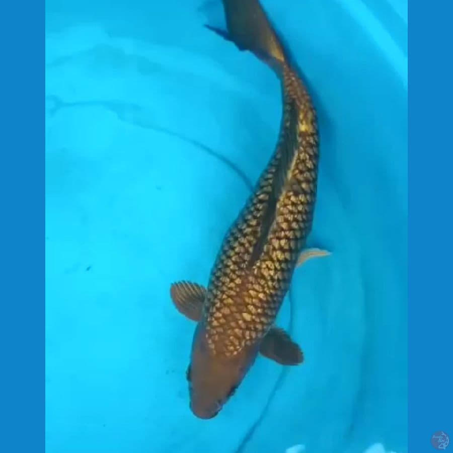 CHAGOI TEMBAGA GINDRIN 45 CM