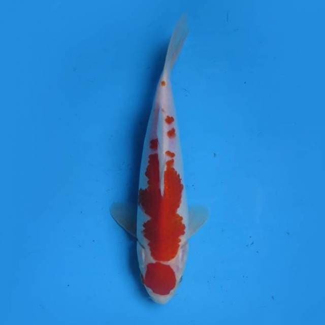 Maruten kohaku 23 cm