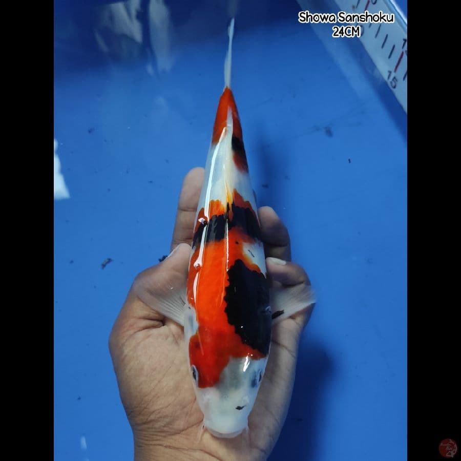 Showa Sanshoku 24CM