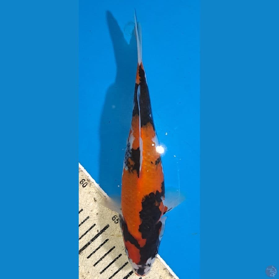showa 25 cm