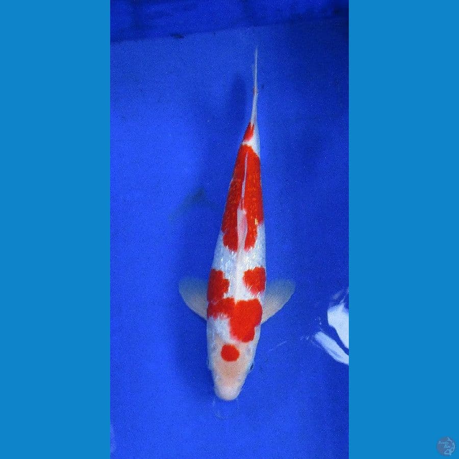 kohaku ginrin ±34cm