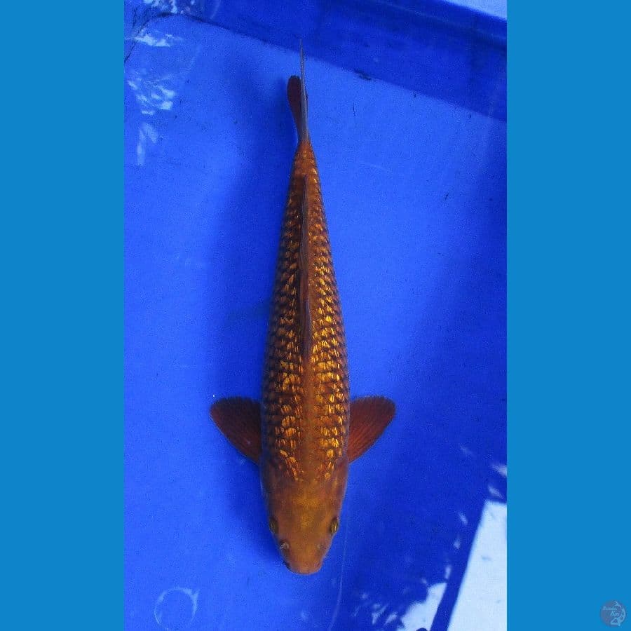 cagoi ginrin ±37cm jantan