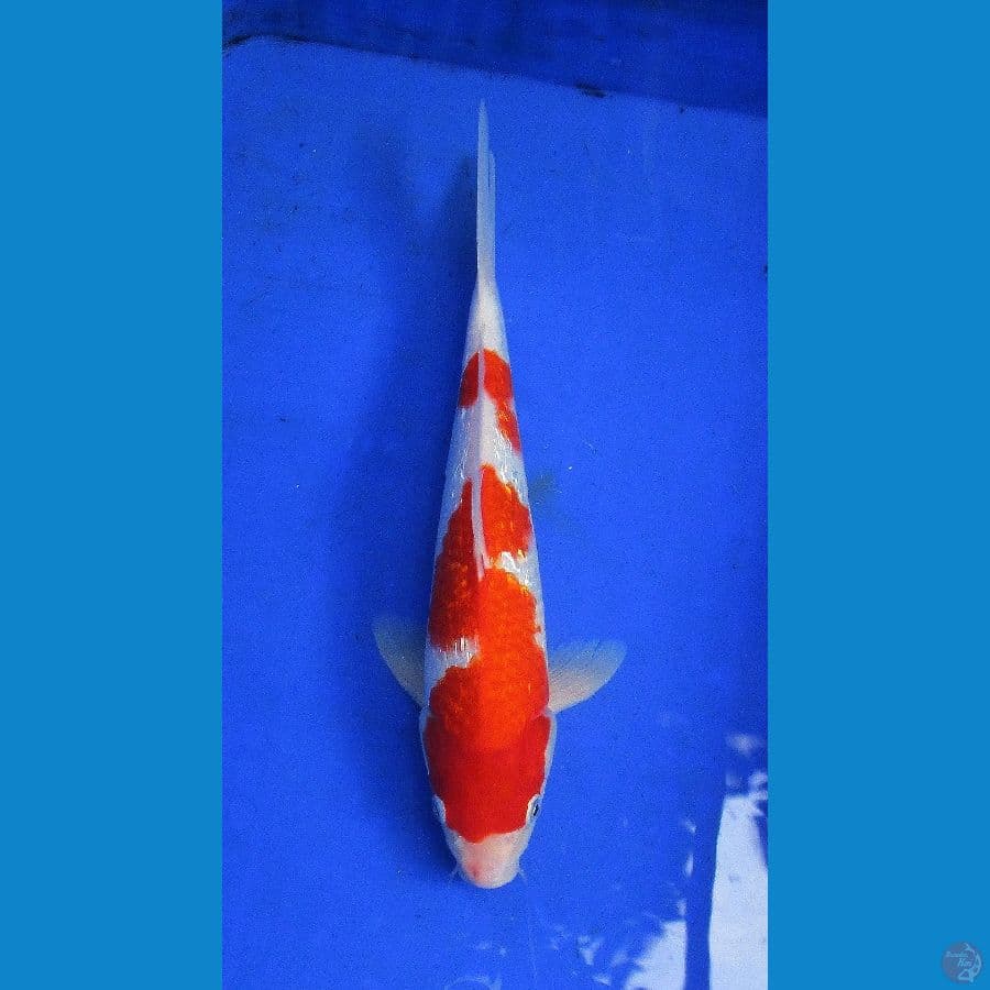 kohaku ginrin ±32cm