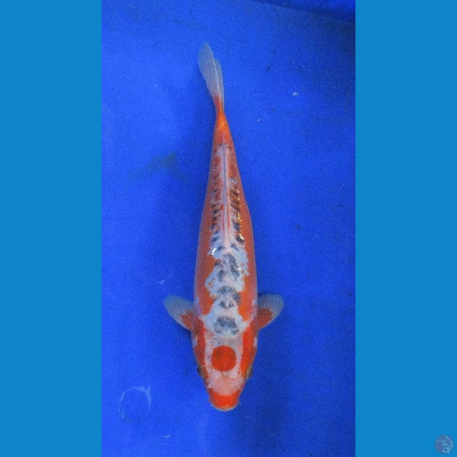 tancho shusui ±34cm