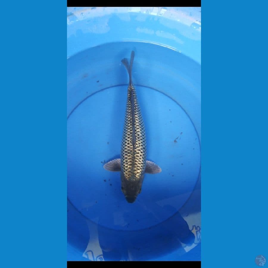 black diamond strong punuk 37 cm