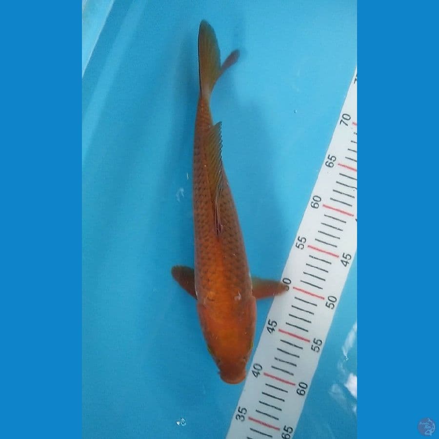 caghoi tembaga 38 cm