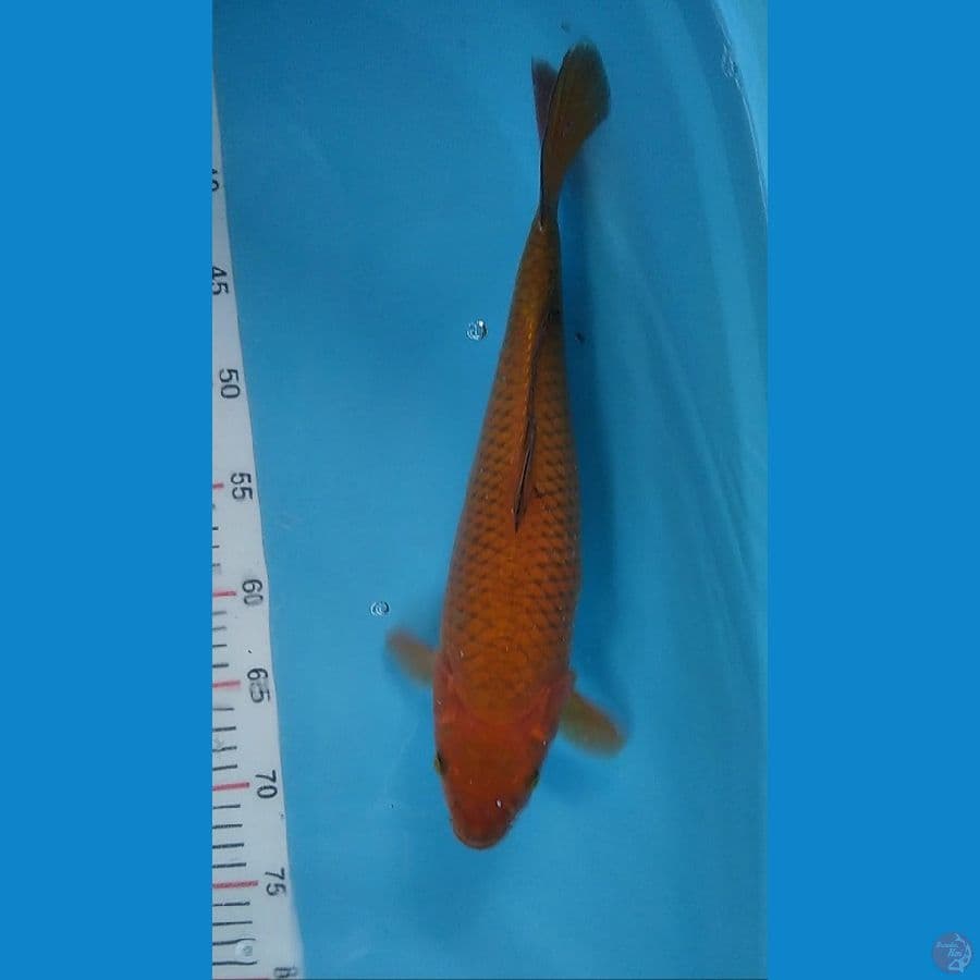 caghoi 36 cm bulky