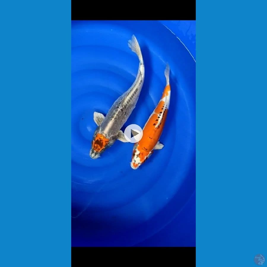 mix koi jumbo 2 ekor 42&52cm