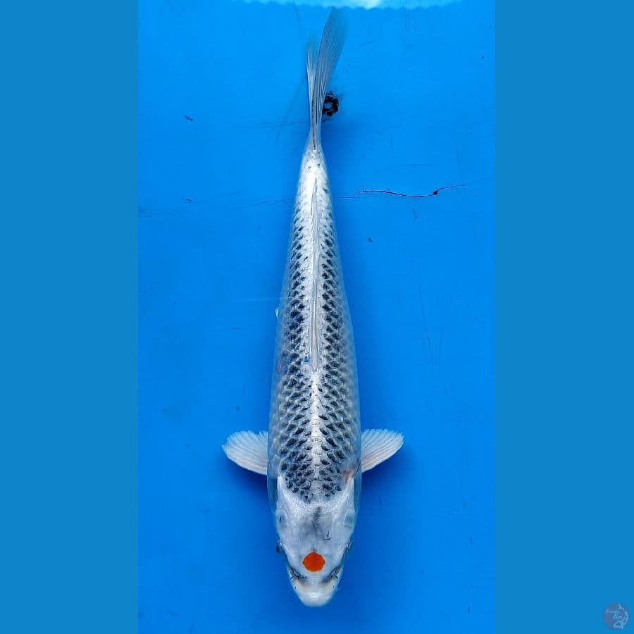 Tancho kujaku 27cm male