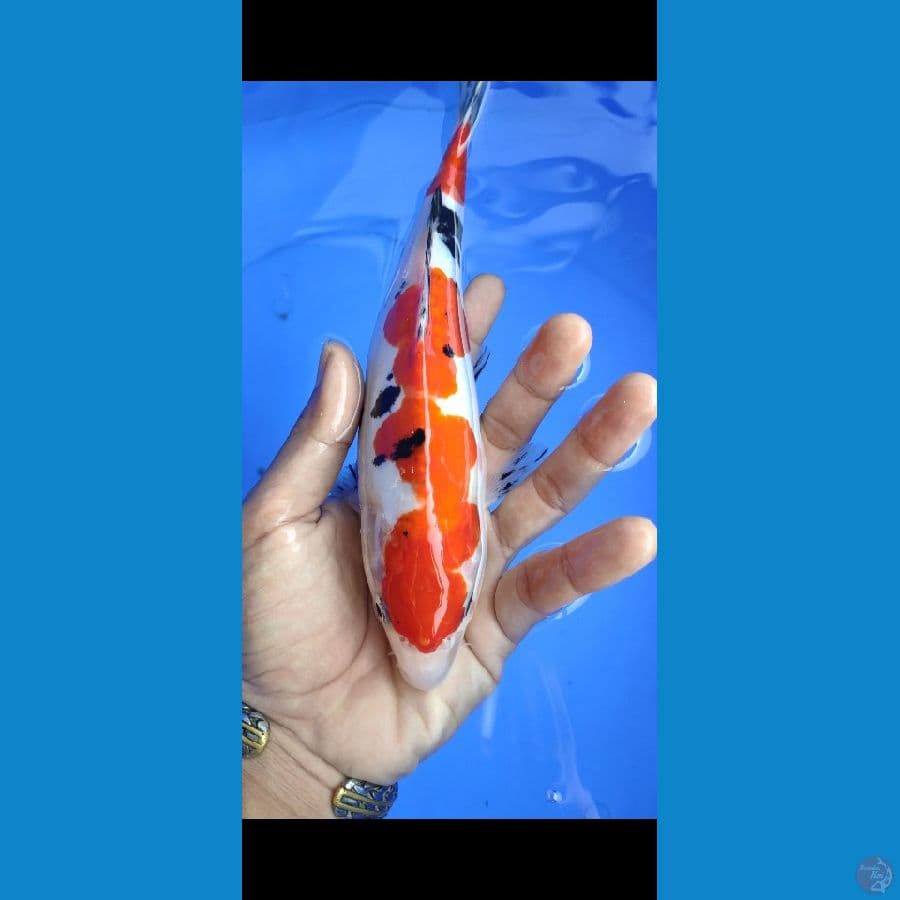 sanke doitsu halus 25cm