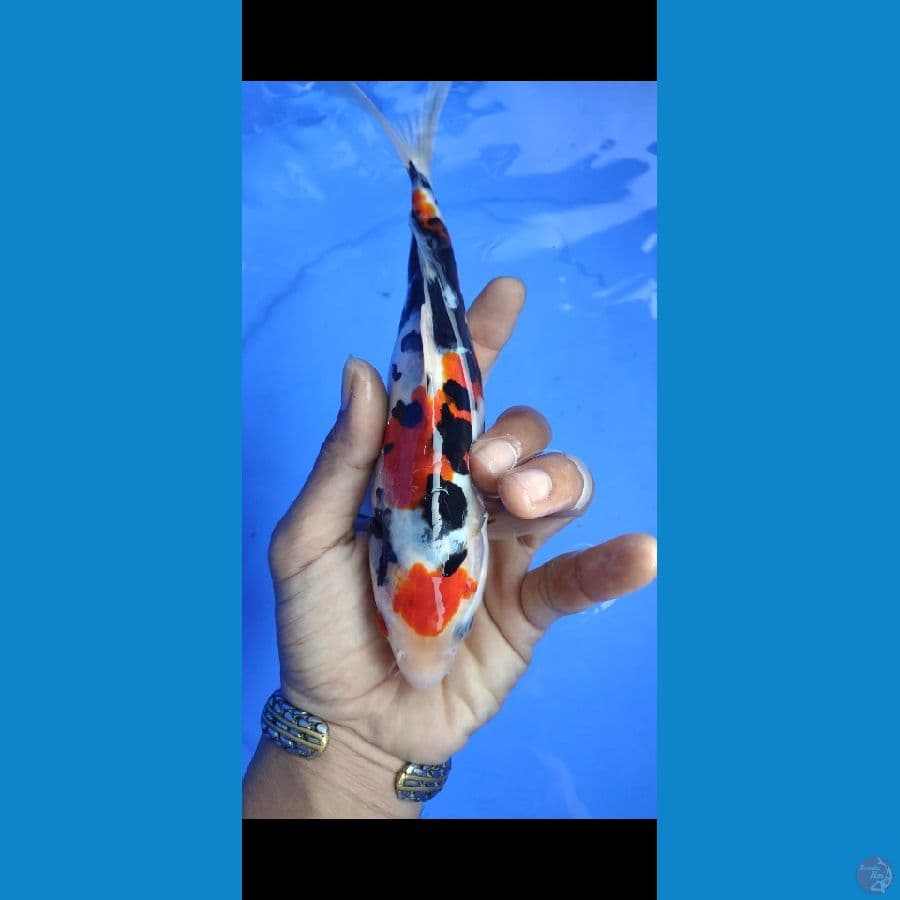 sanke doitsu strong 25cm