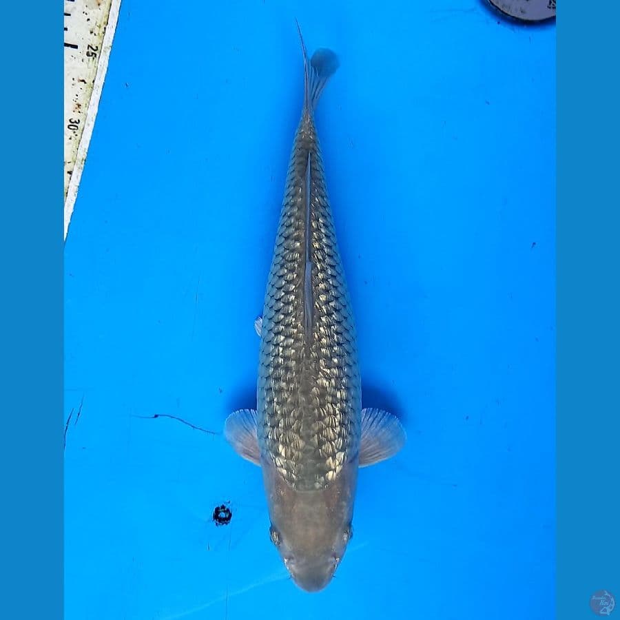 Soragoi ginrin 31cm bulky