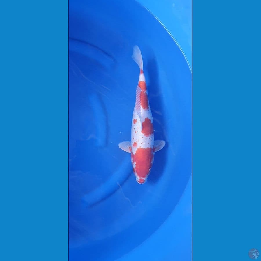 Kohaku 37Cm