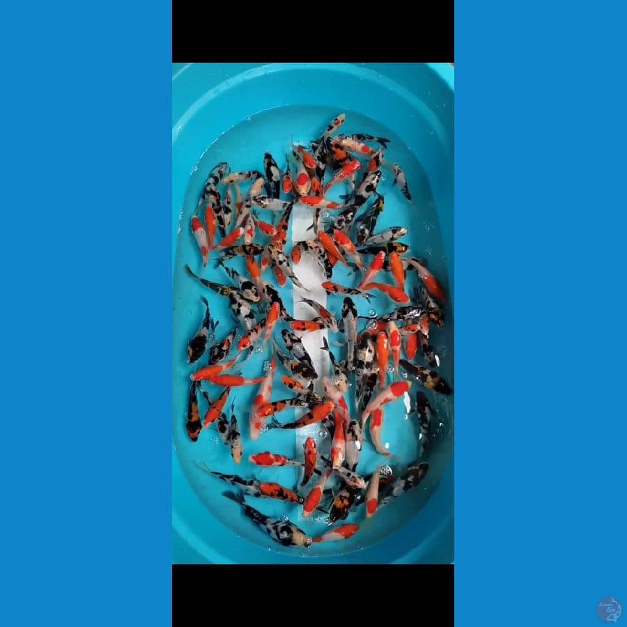 Doitsu showa shiro mix sisik kohaku sanke 100ekor