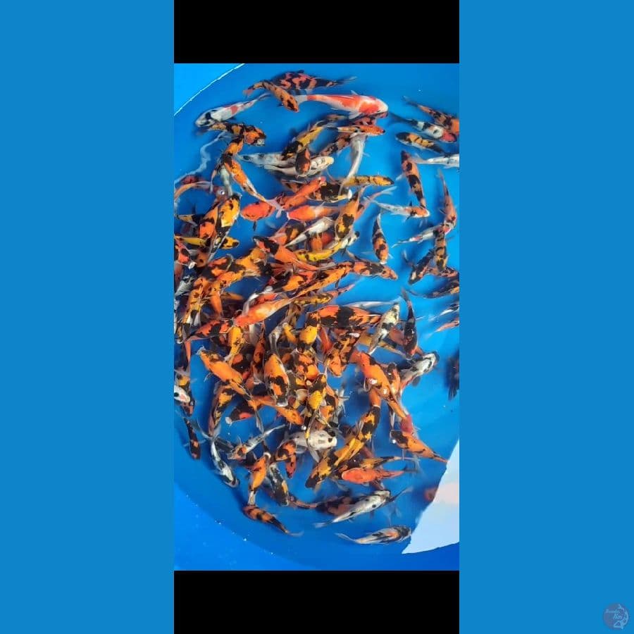 DOITSU Showa Mix 150 ekor 12-15-20cm