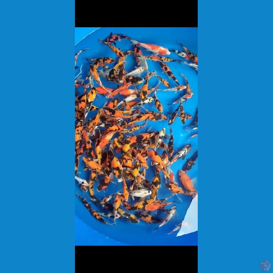 DOITSU Showa Mix 150 ekor 12-15-20cm