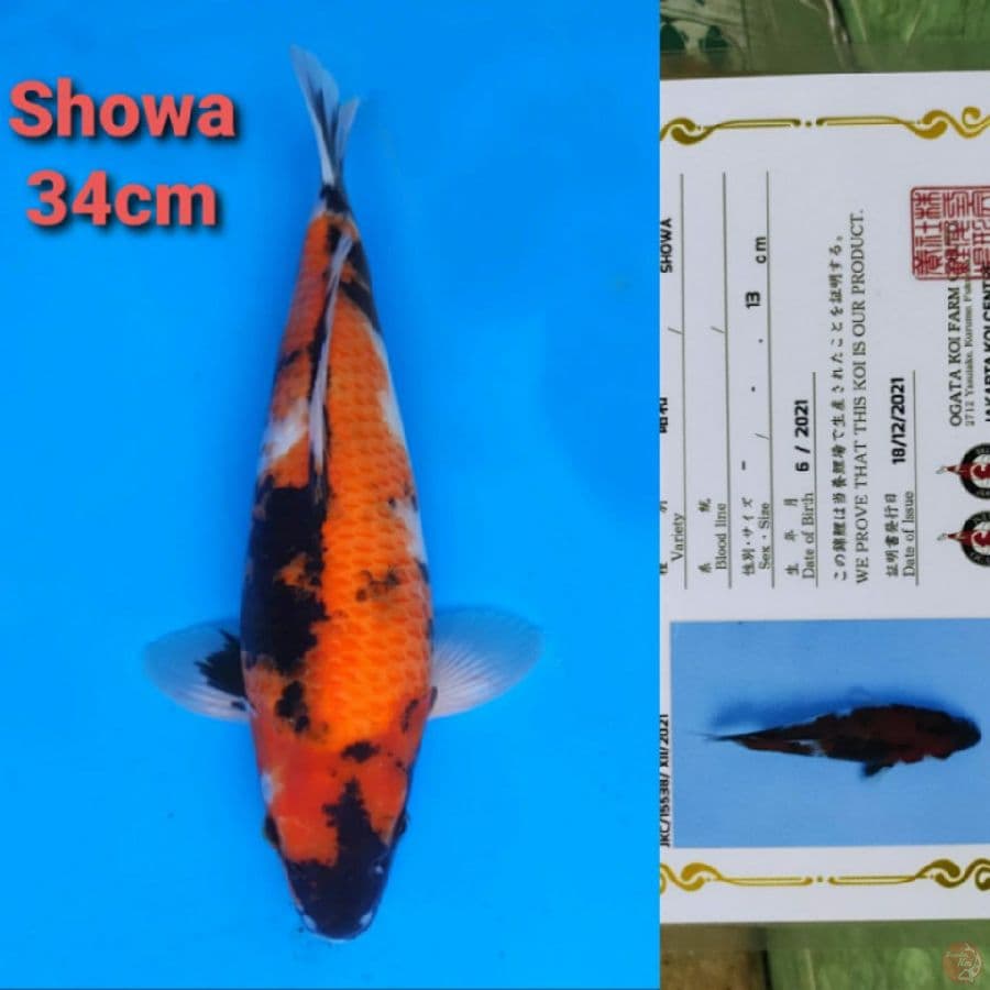 OGATA SHOWA 34CM SERTI
