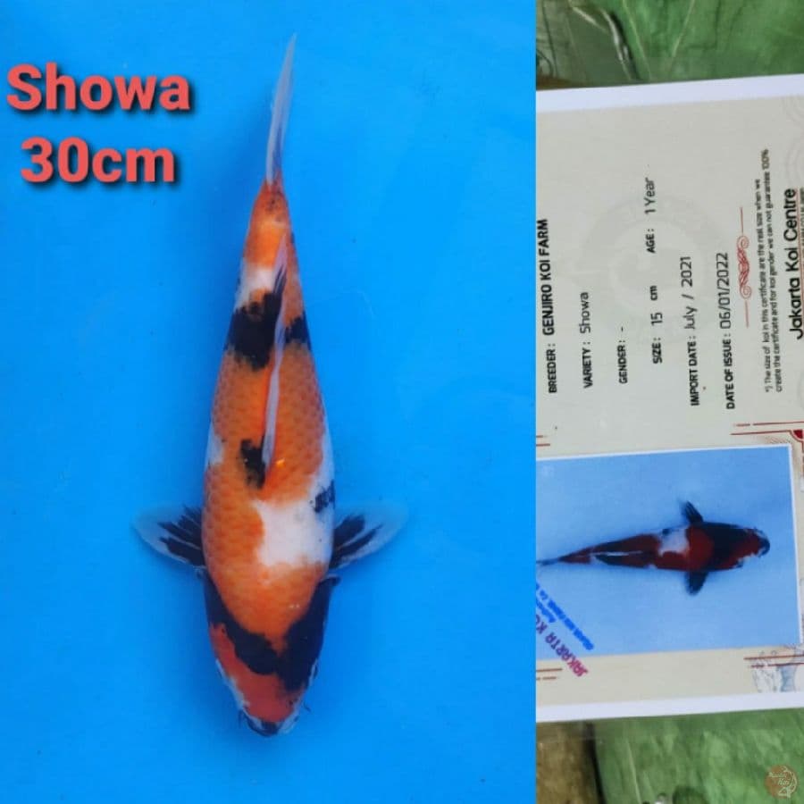 GENJIRO SHOWA 30CM SERTI