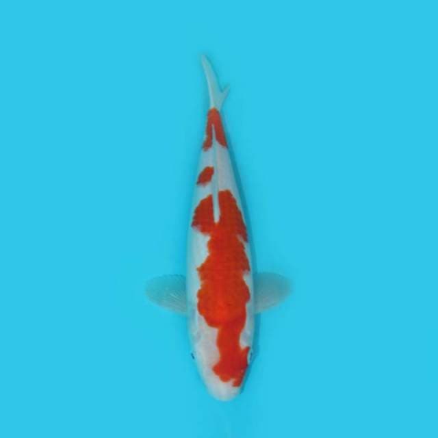29 CM - UNIQUE PATTERN