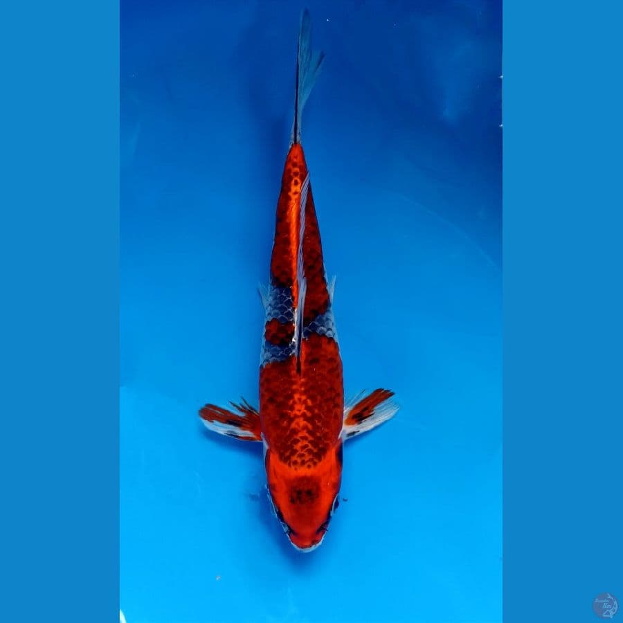 beni ginga 26cm