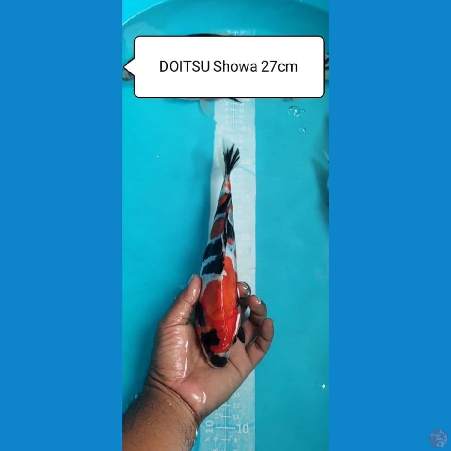 DOITSU SHOWA 27cm Jantan