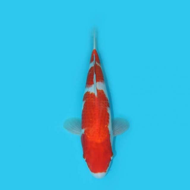 31 CM - IMAGINE WHEN JUMBO