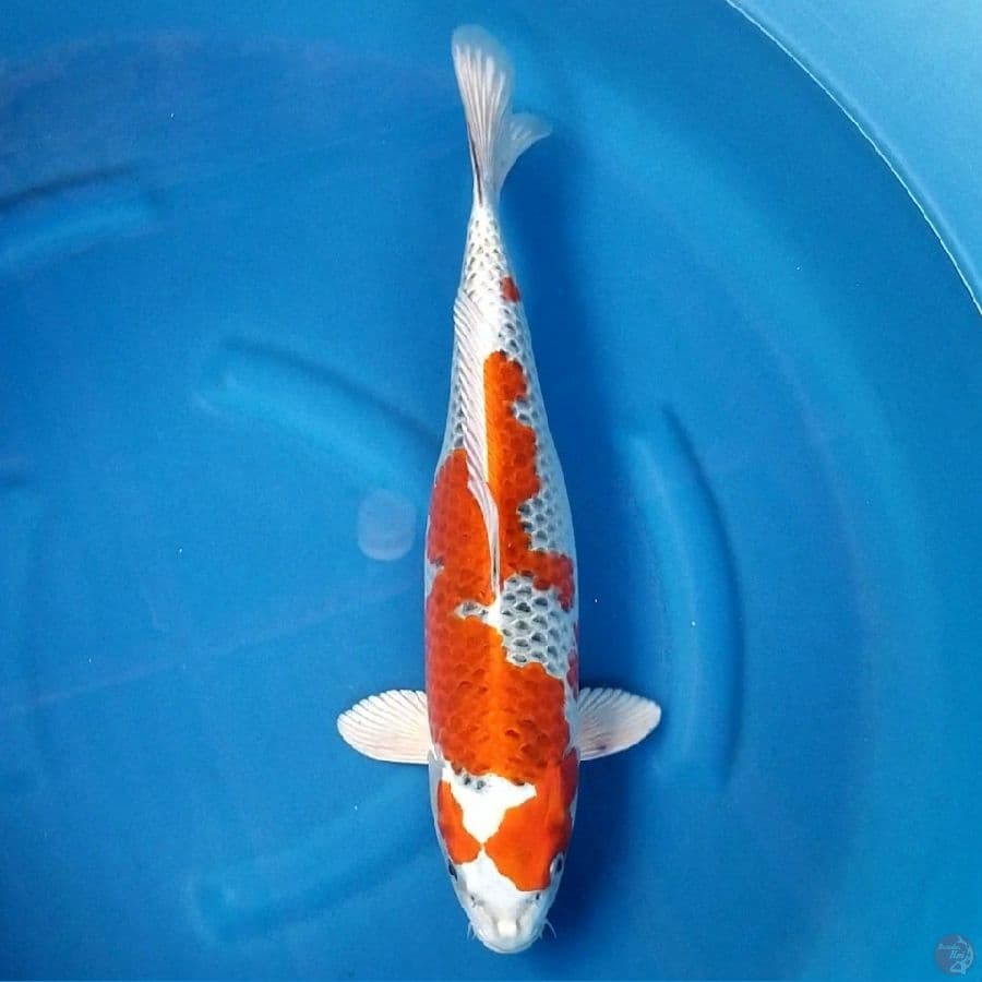 KUJAKU 43 CM FEMALE