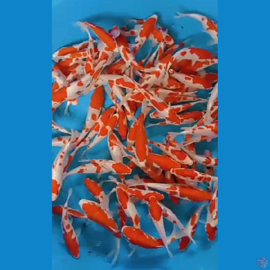 paket Kohaku 130.Ekor (10.18.Cm)