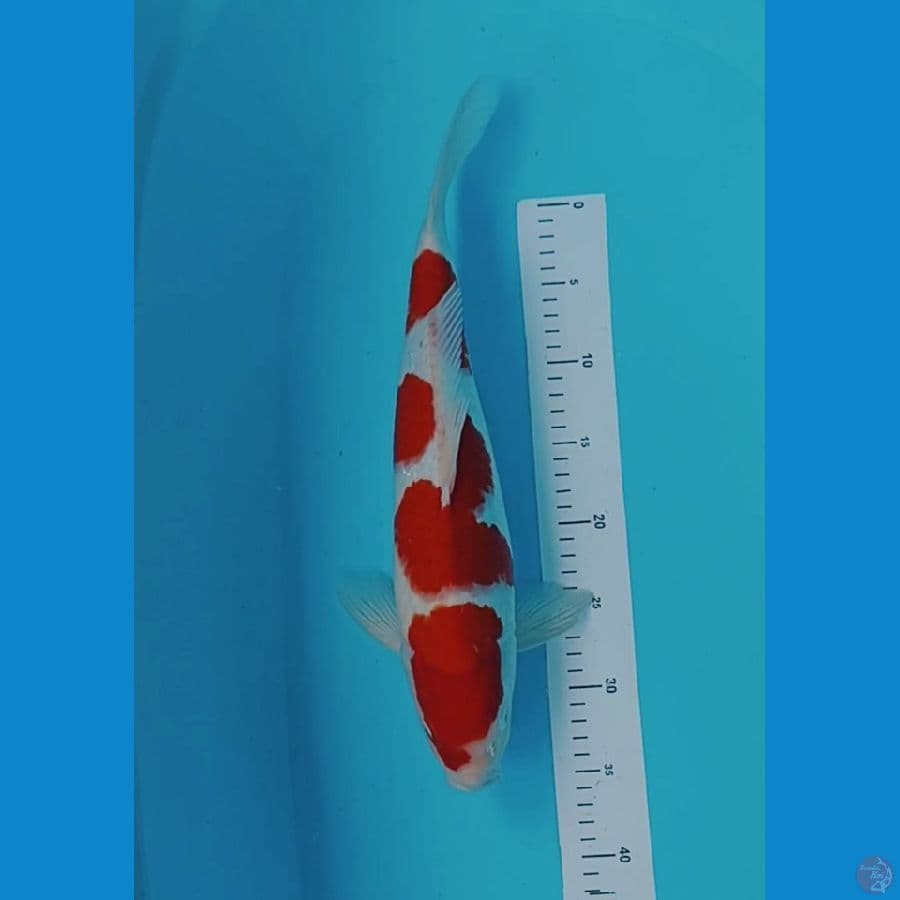 Kohaku 43cm Jantan