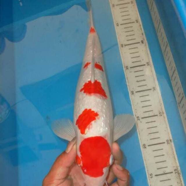 KINGINRIN KOHAKU SAKURA F1
