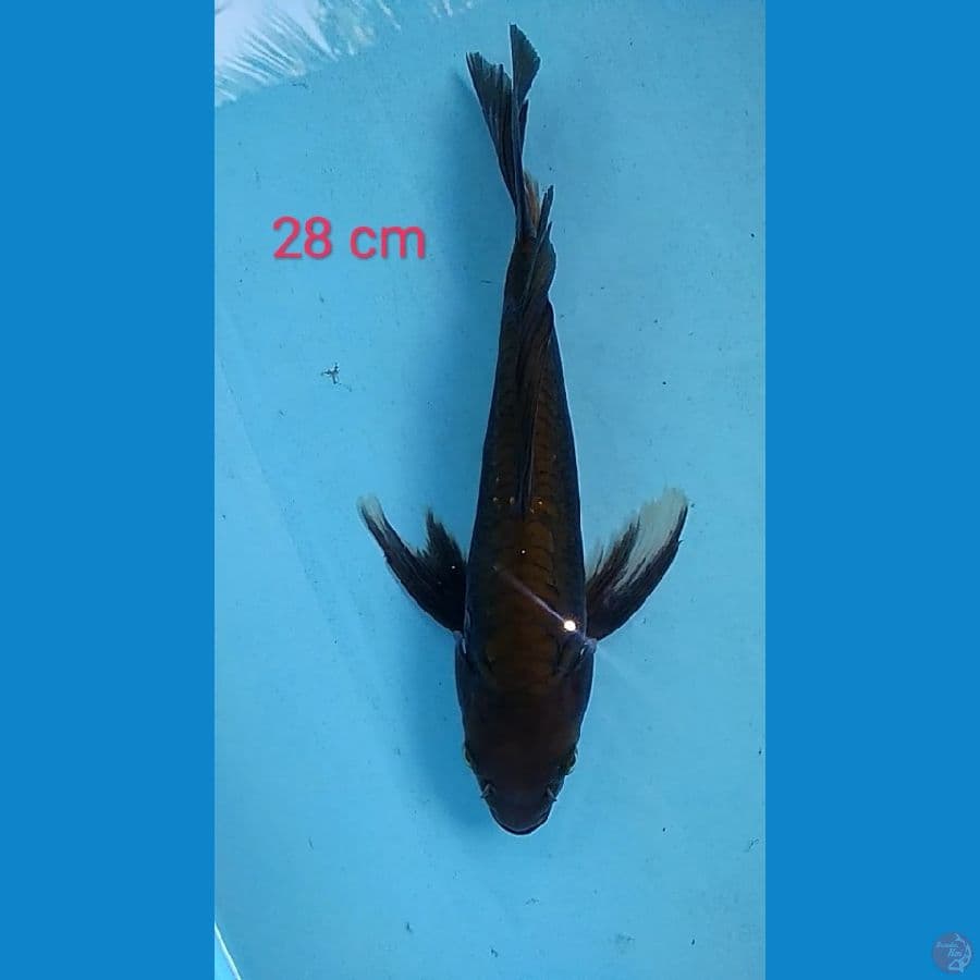 kumpay karasu 28 cm