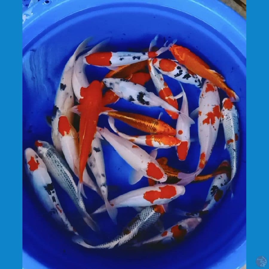25ekor mix berbagai macam jenis