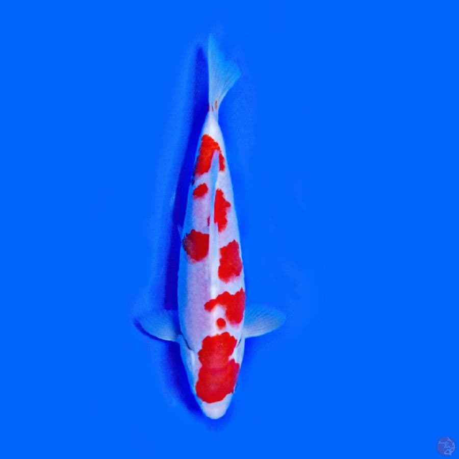 Oryginal KOHAKU 20.Cm
