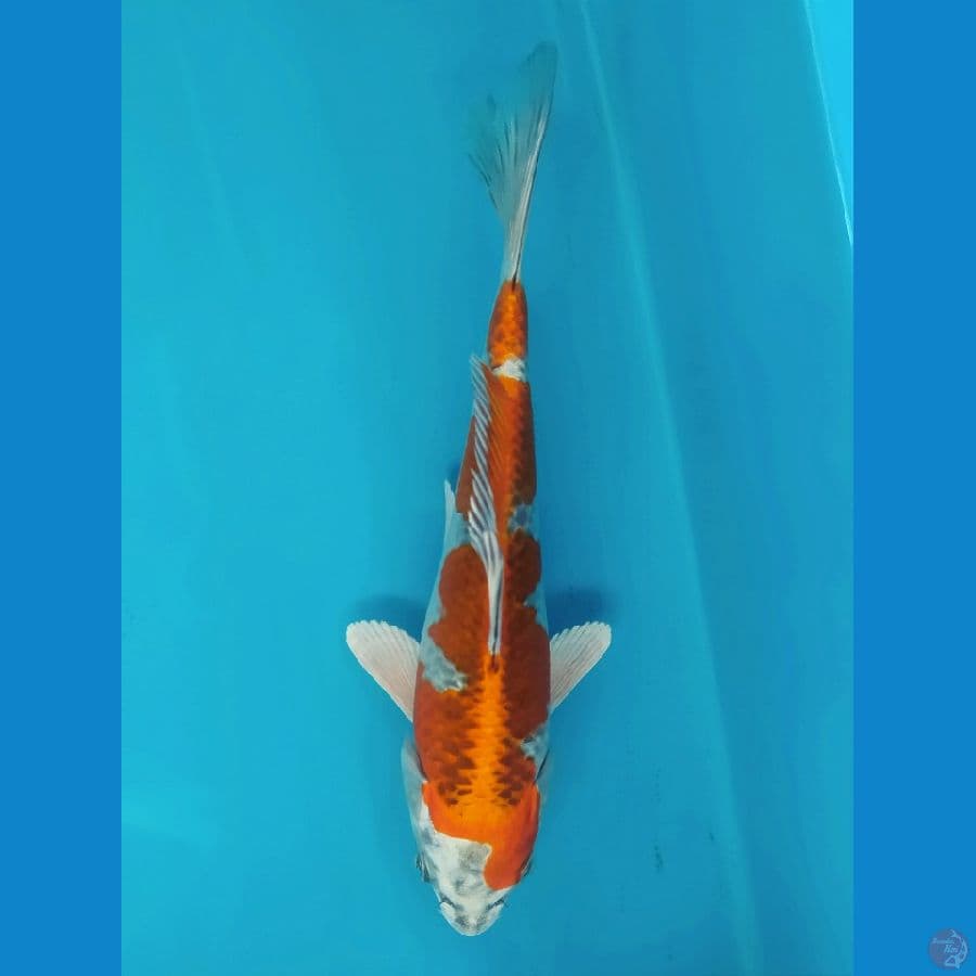 KUJAKU 18CM UNCHEK