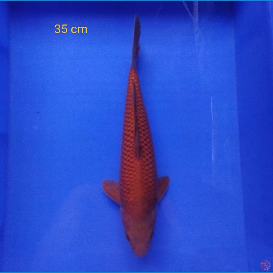 penjinak kolam