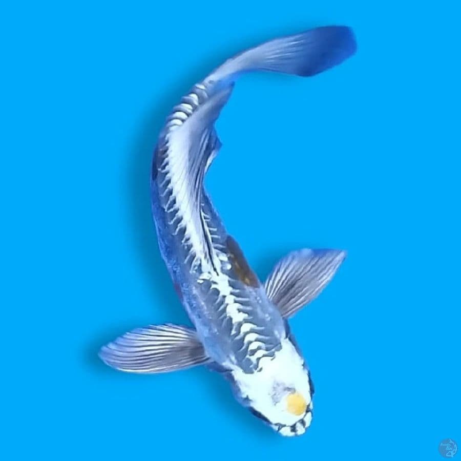 Kumpay 30CM Male