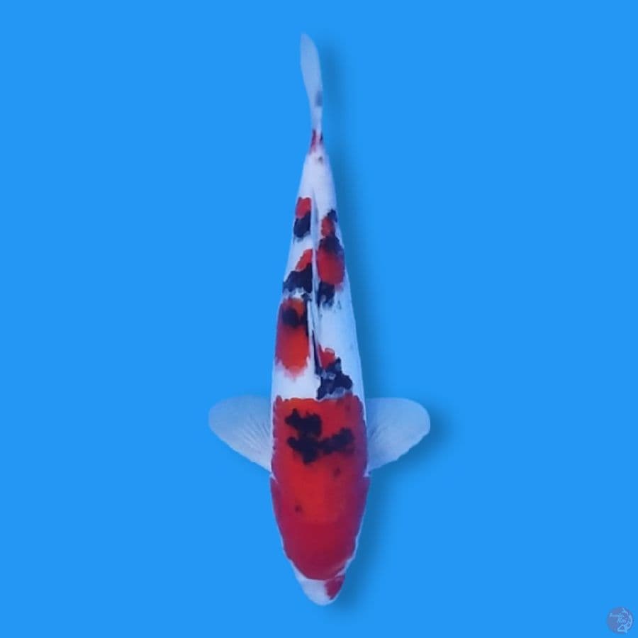 HQ Sanke 28CM Male