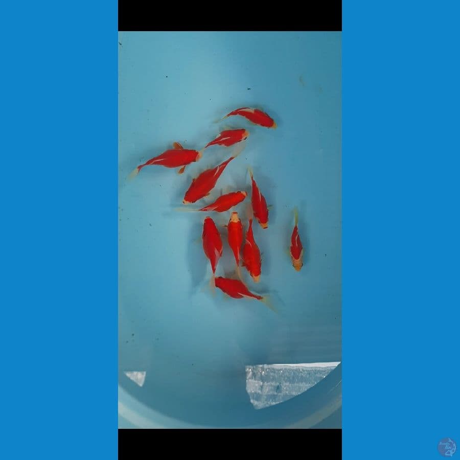 tamasaba Bulky