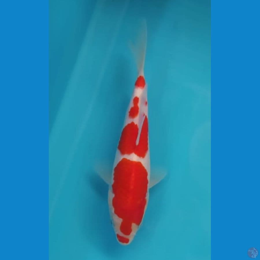 Kohaku size 19 cm