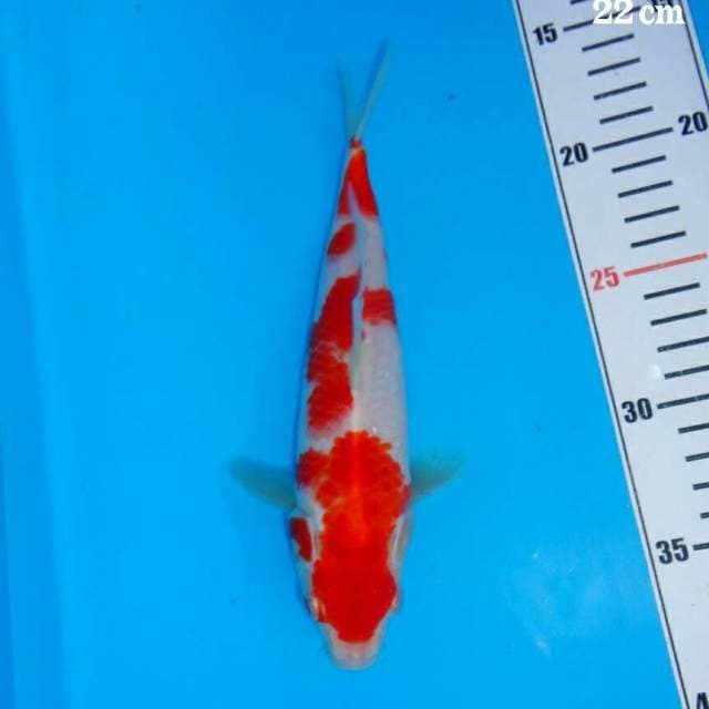Kohaku Casablanca Quality