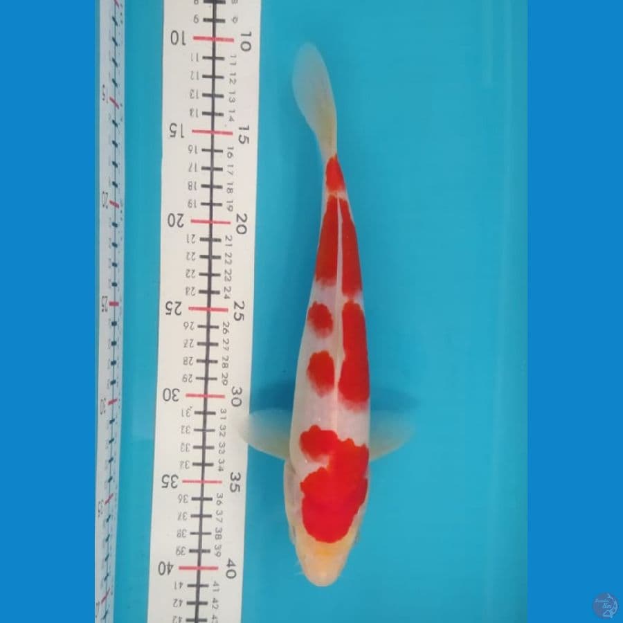 Kohaku size 27 cm