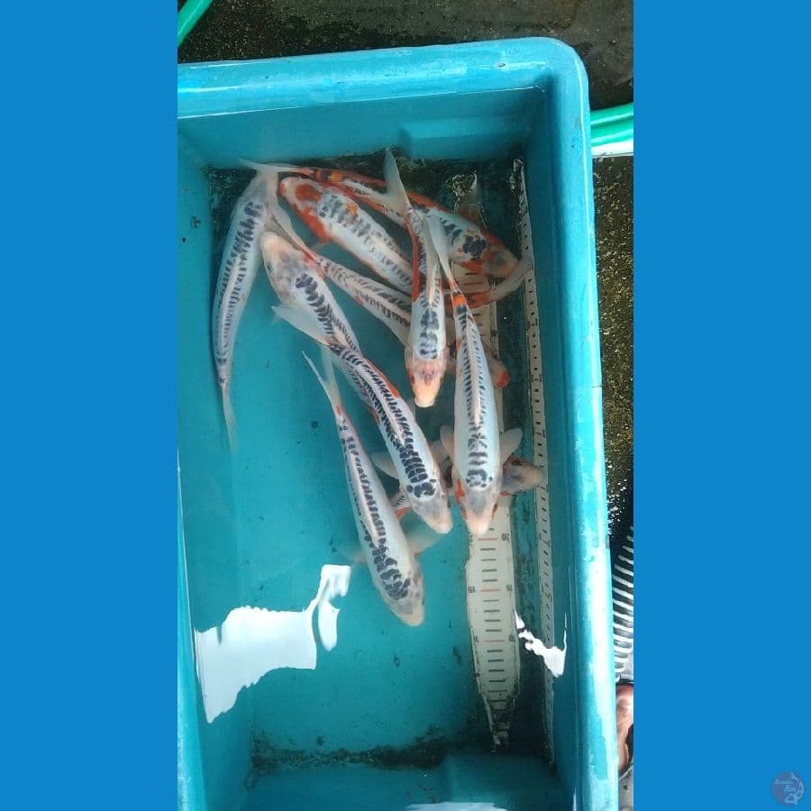 21-26cm 10 ekor
