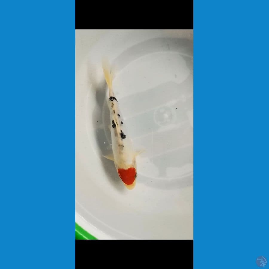 tancho sanke doitsu 25cm
