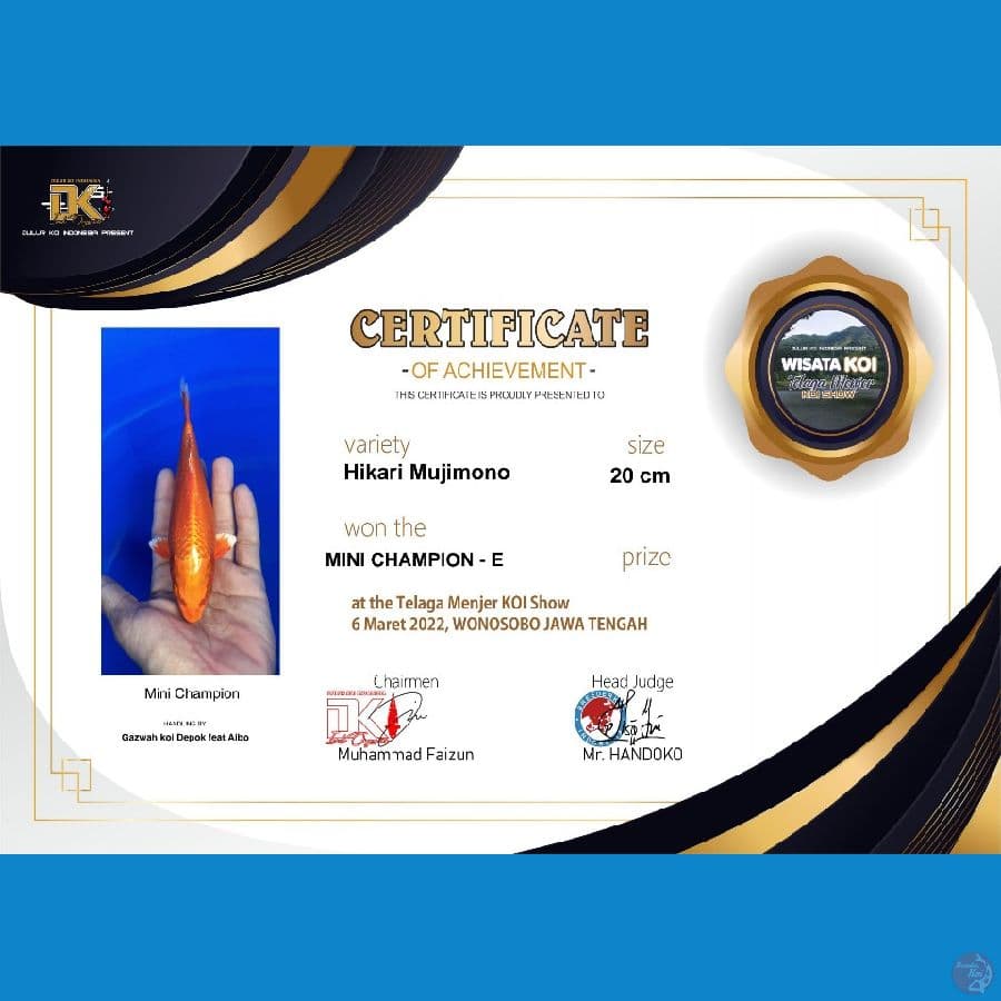 orenji ogon SQ 23cm juara 2