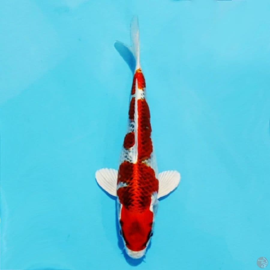 ١ kujaku full hikari HQ size 25cm fm